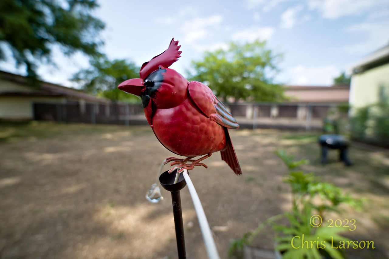 2023-07-04 Cardinal 01.jpg