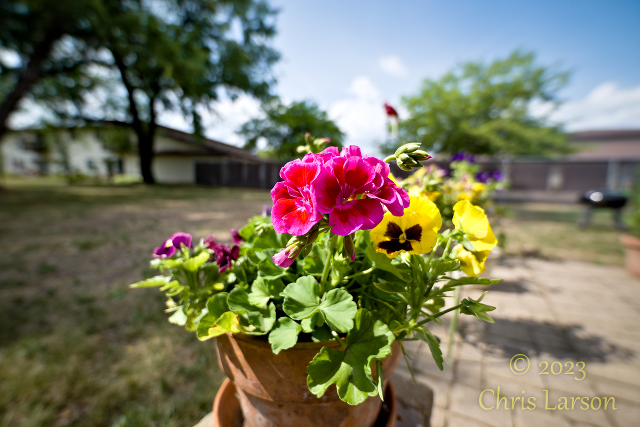 2023-07-04 Red-Yellow flowers 04.jpg