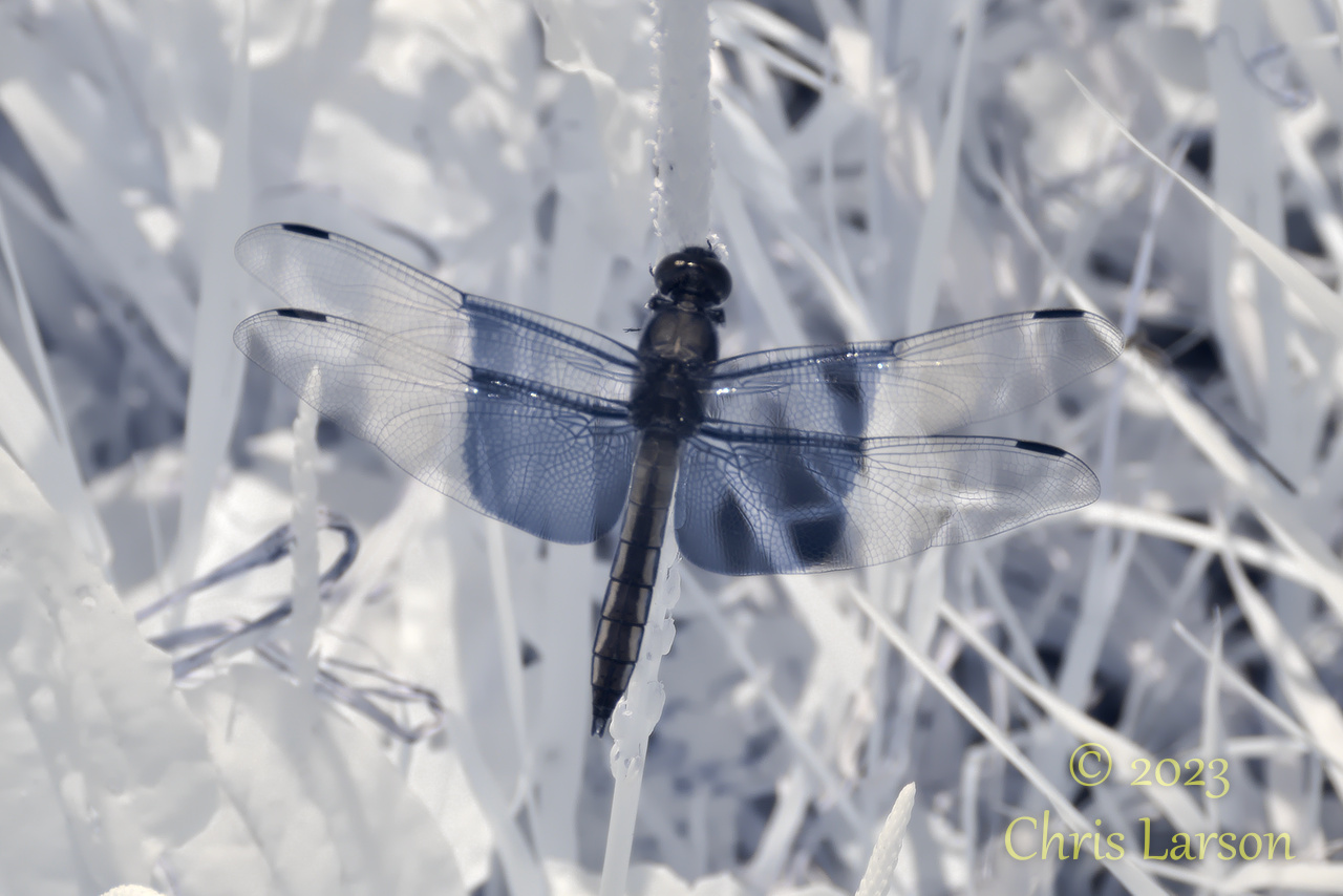 2023-07-20_01-jpg.394467