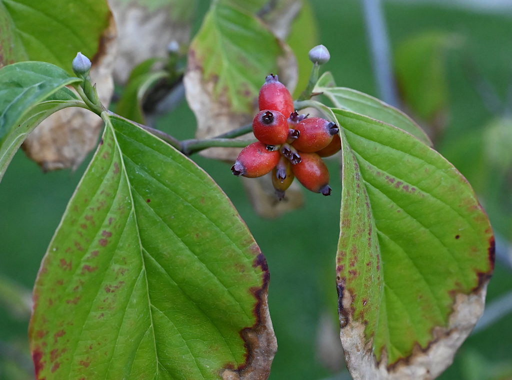 2023-09-10_18-33-45gimp2s-jpg.396086