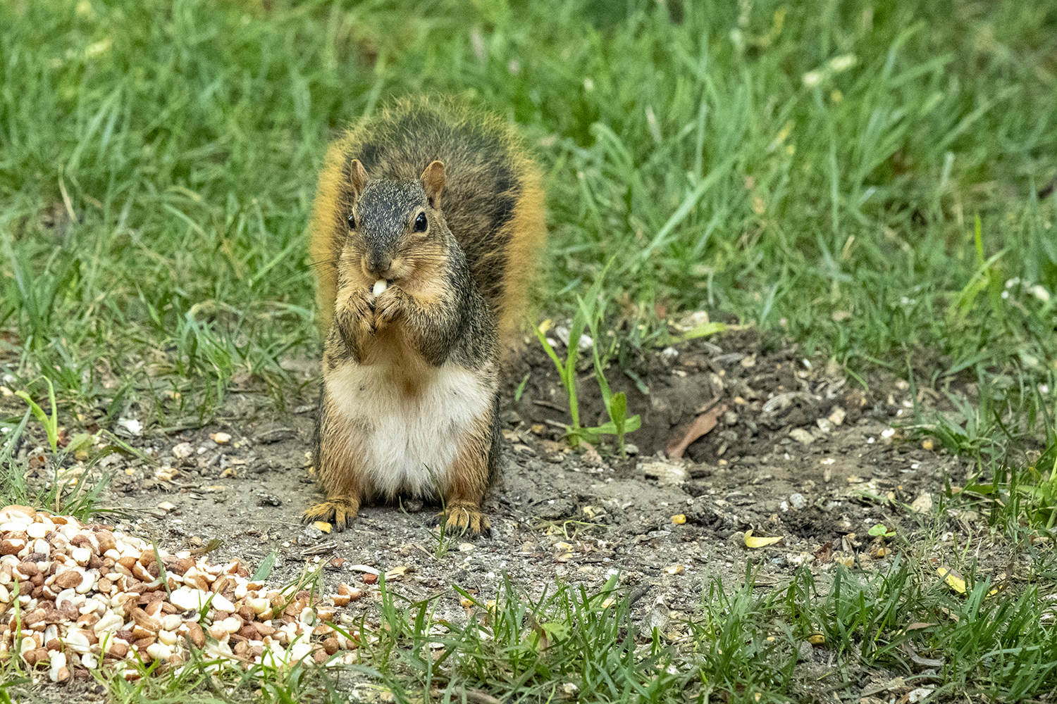 2023-10-3 Squirrel.jpg