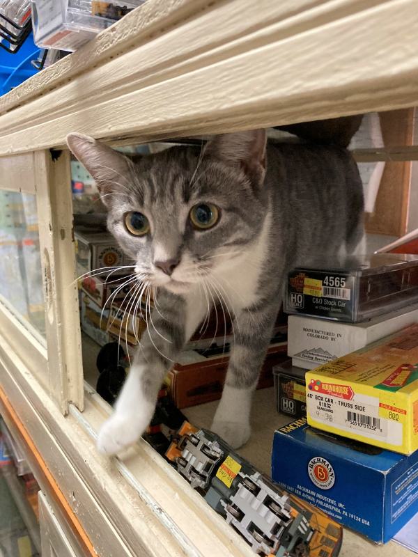 2023-11-18 Hobby Shop Cat - for upload.jpg