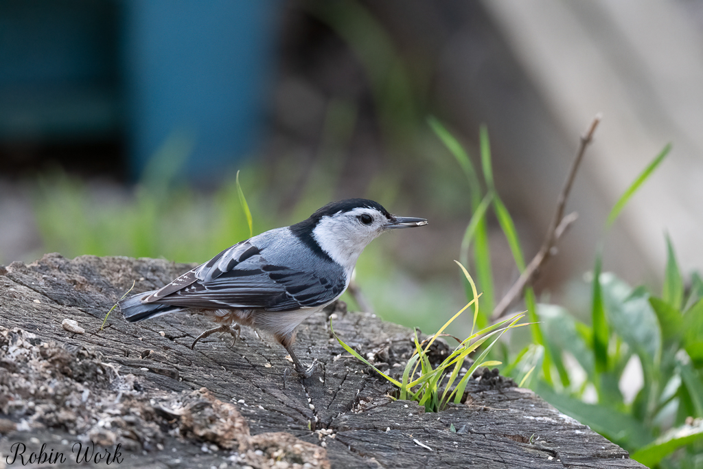 20230517White Breasted Nuthatch-RD5_2057-Edit.jpg