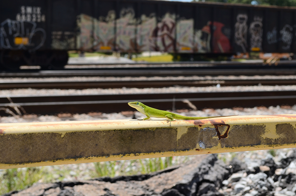 2024-05-11 002 Railfan Lizard at Cayce SC - for upload.jpg