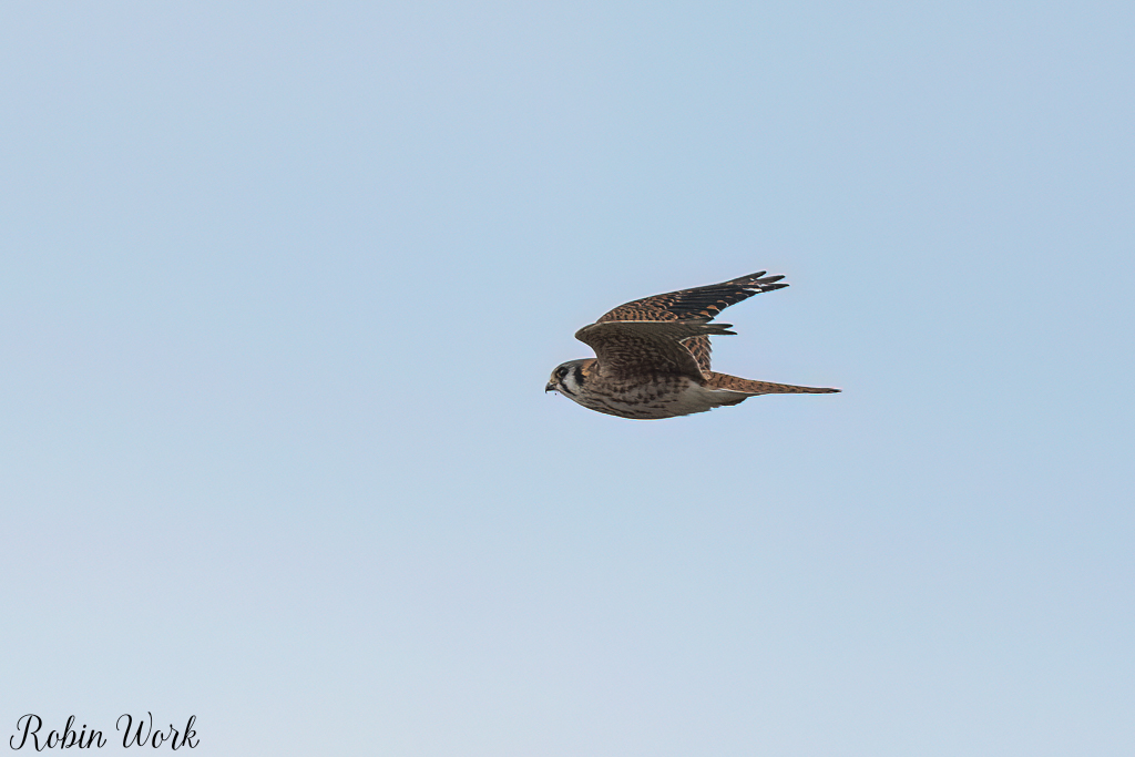 20240208American Kestrel-RD5_8673-Edit.jpg