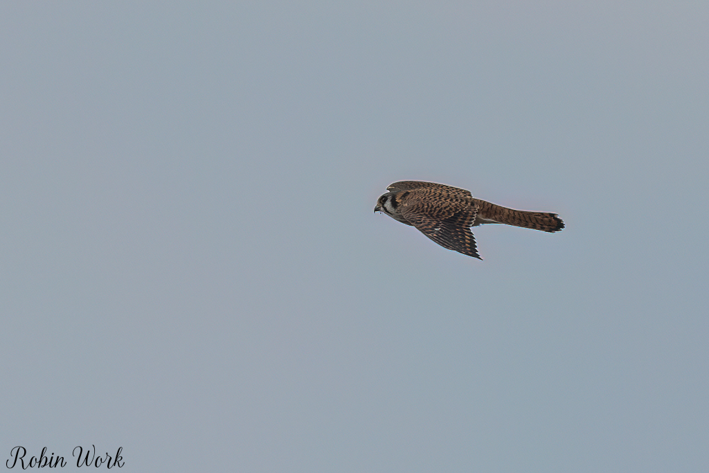 20240208American Kestrel-RD5_8674-Edit.jpg