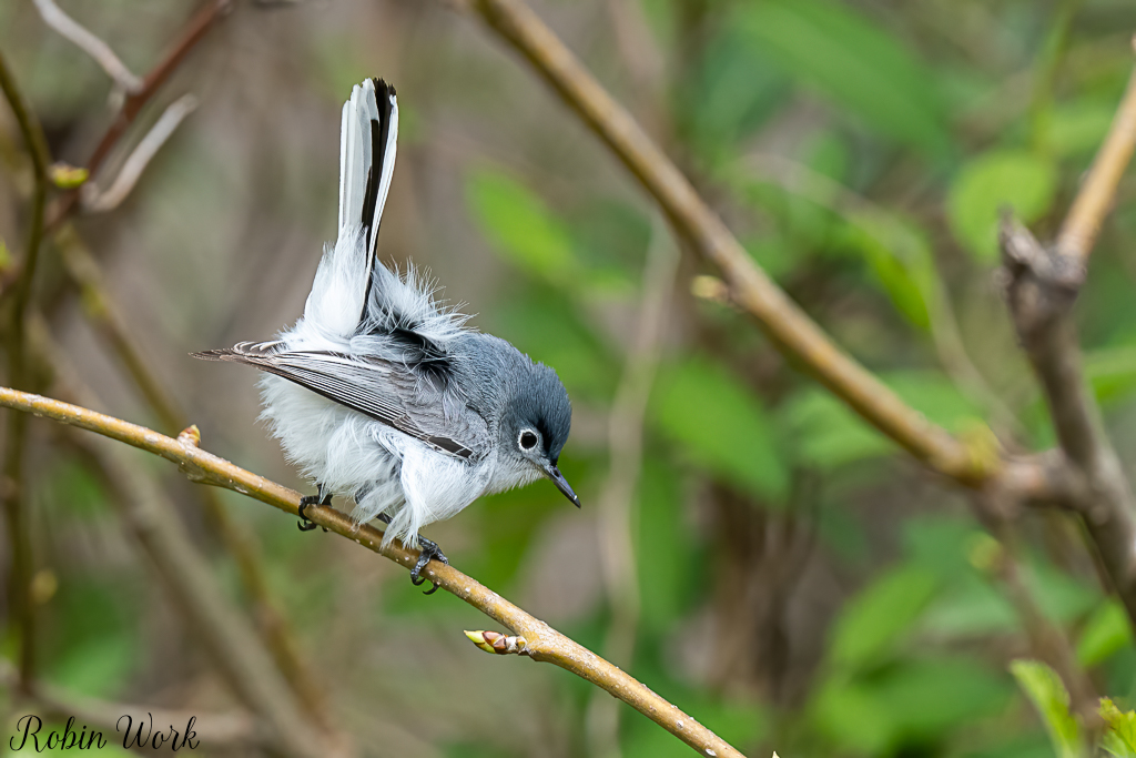 20240407Blue Gray Gnatcatcher-RD5_9124-Edit.jpg