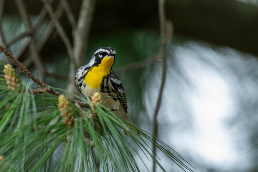 20240428-RD5_9826-Yellow Throated Warbler.jpg