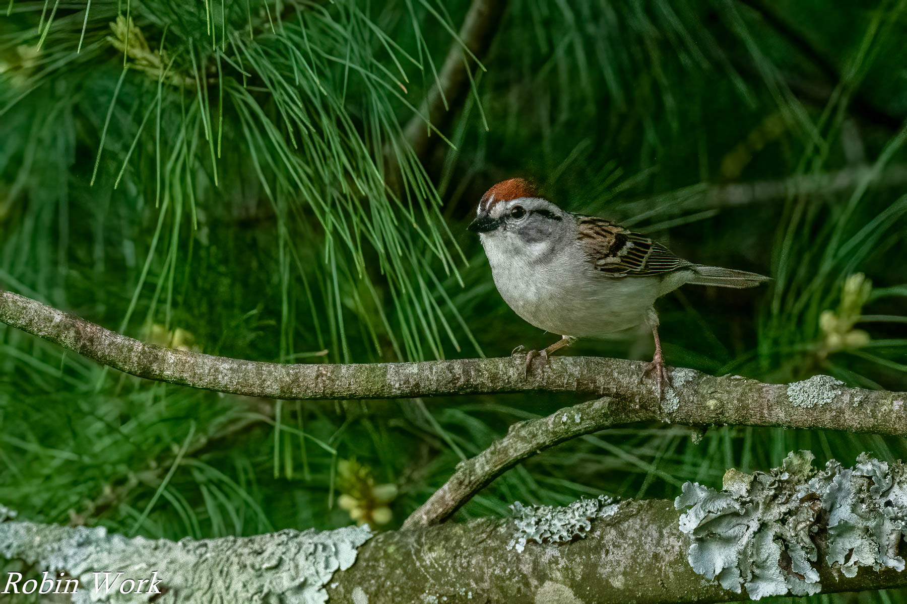 20240505-RD5_0351-Edit-2.jpg