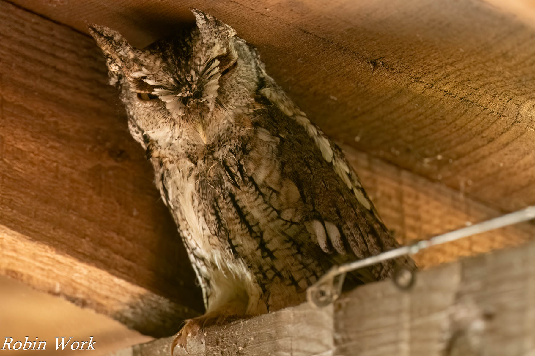 20240507-RD5_0410-Screech Owl.jpg
