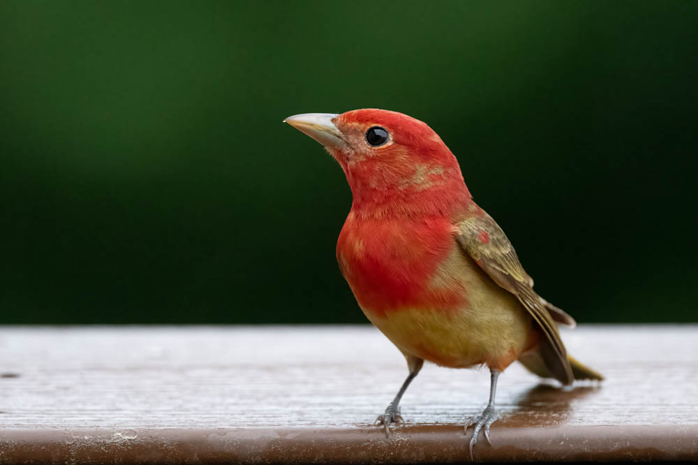 20240514-RD5_0466-Female Summer Tanager.jpg