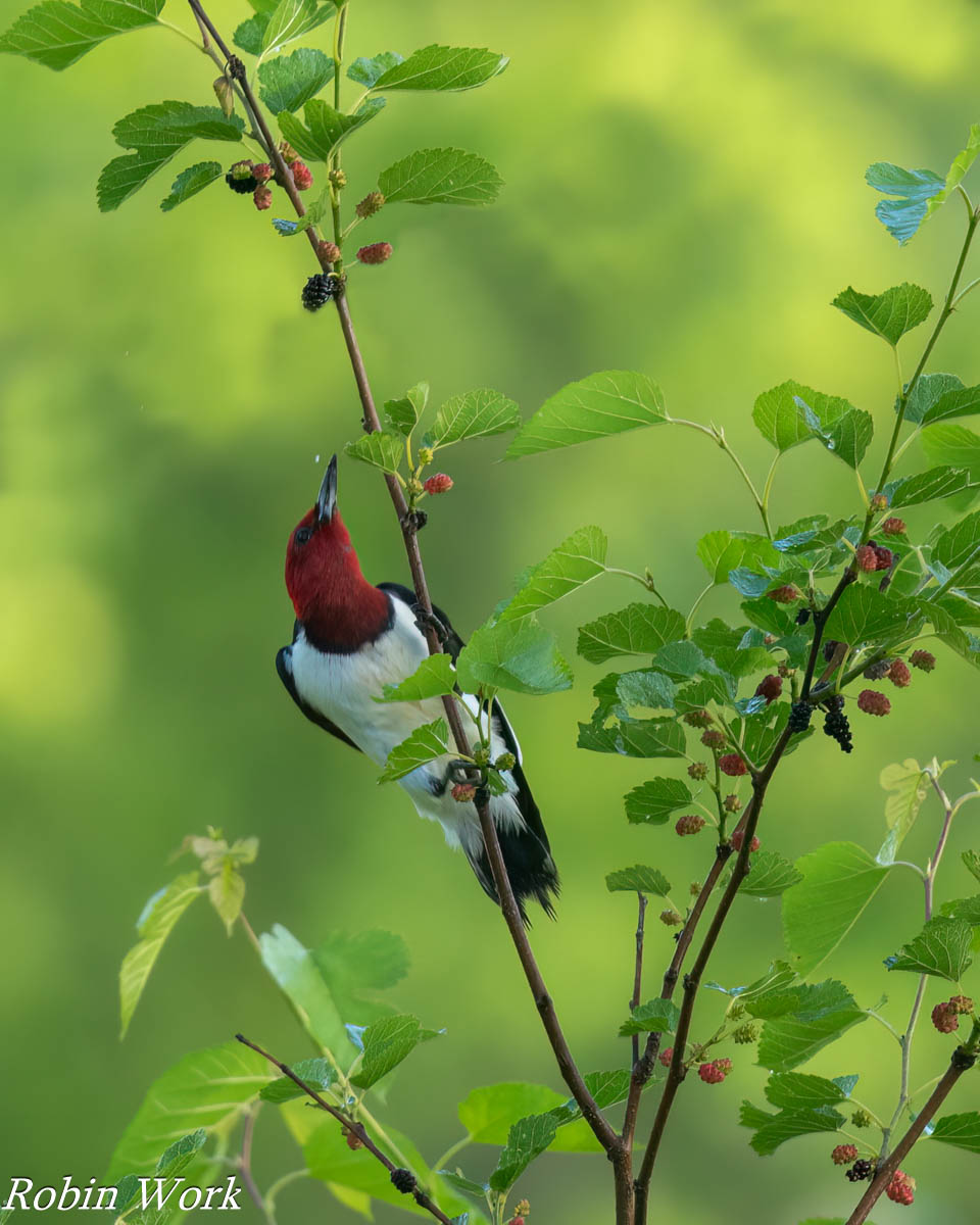 20240518-RD5_0634-Red Headed Woodpecker.jpg