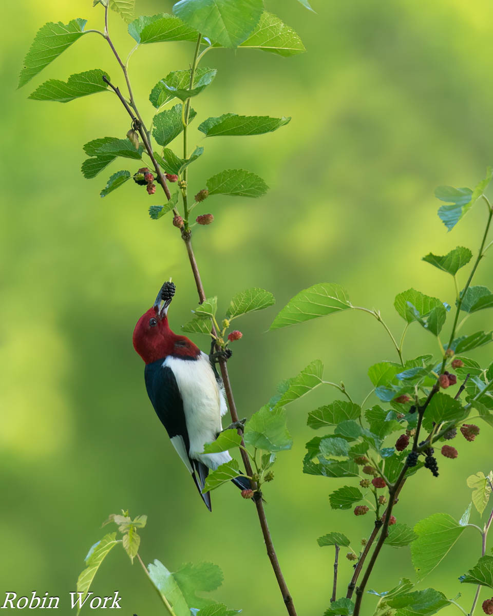 20240518-RD5_0635-Red Headed Woodpecker.jpg