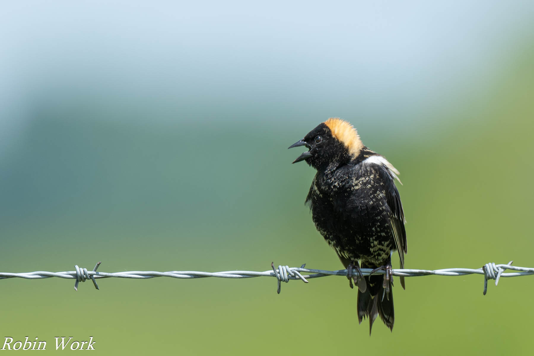 20240518-RD5_0666 Bobolink.jpg