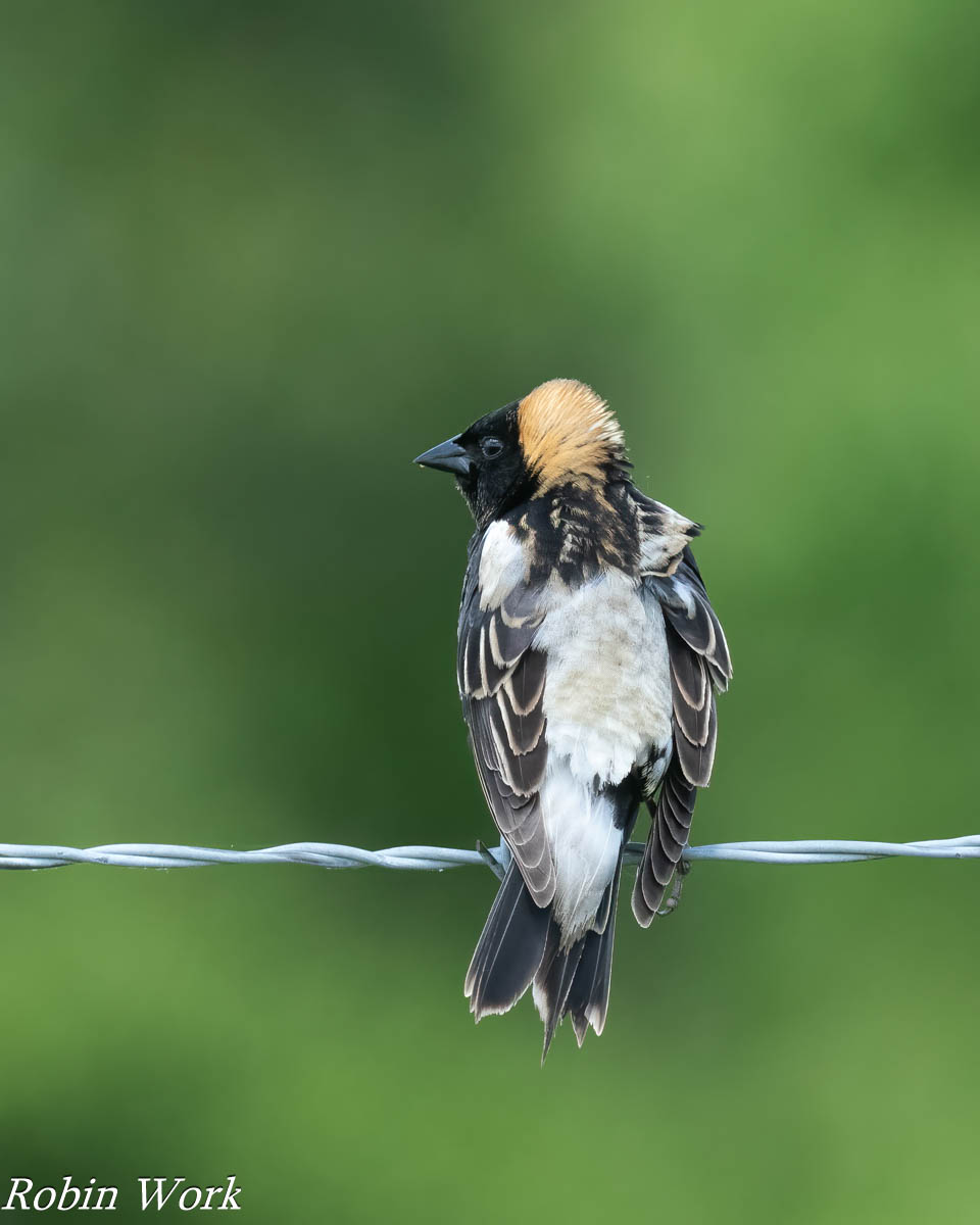 20240518-RD5_0686-Bobolink.jpg
