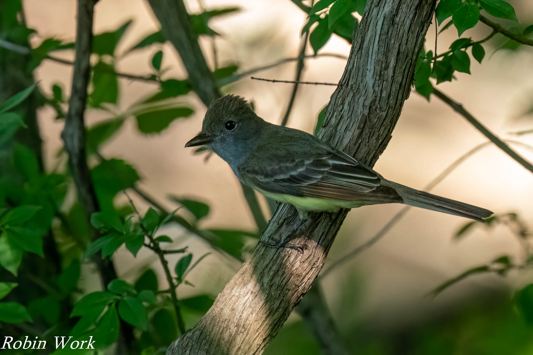 20240519-RD5_0792-Edit.jpg