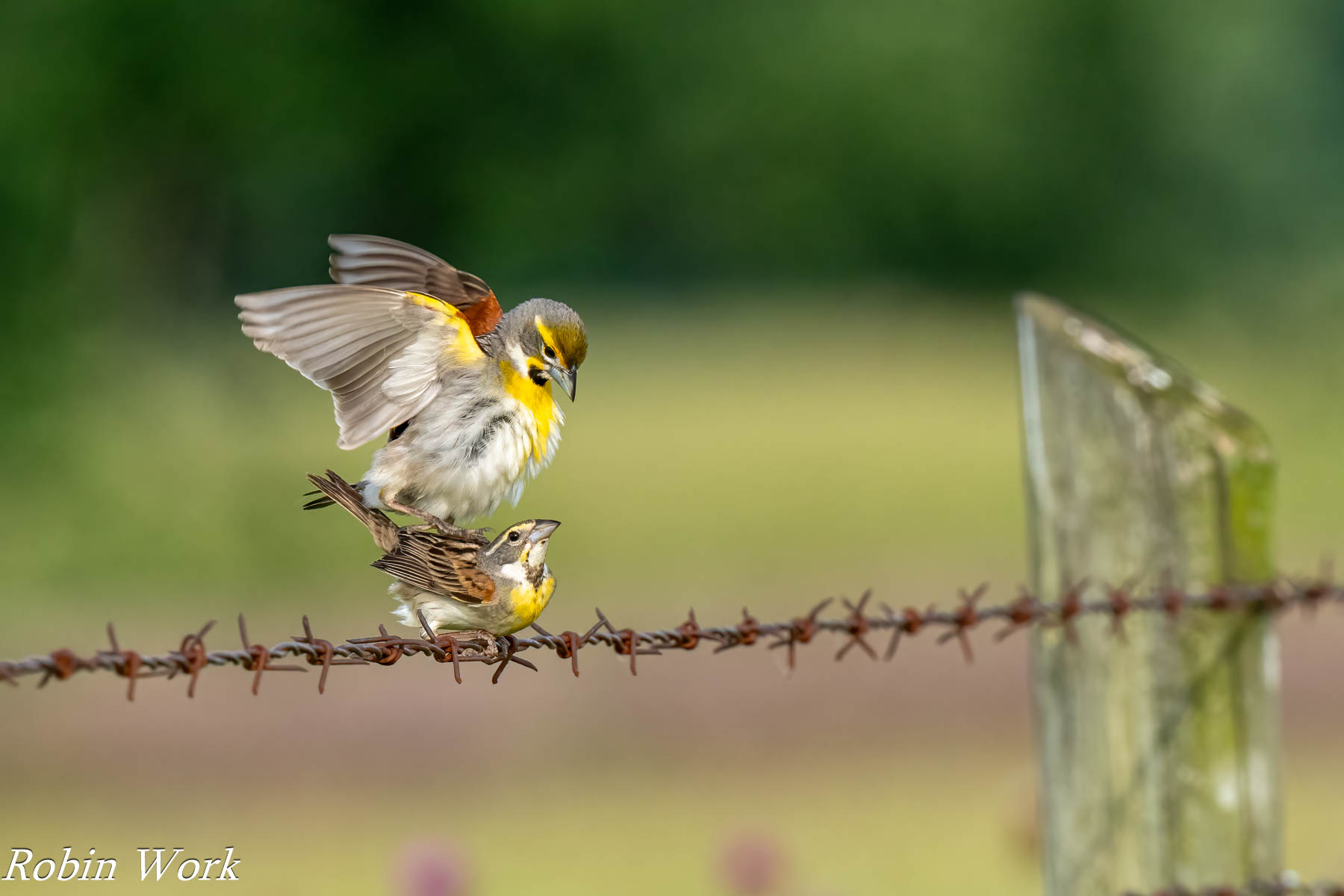 20240531-RD5_0939-Dickcissels.jpg