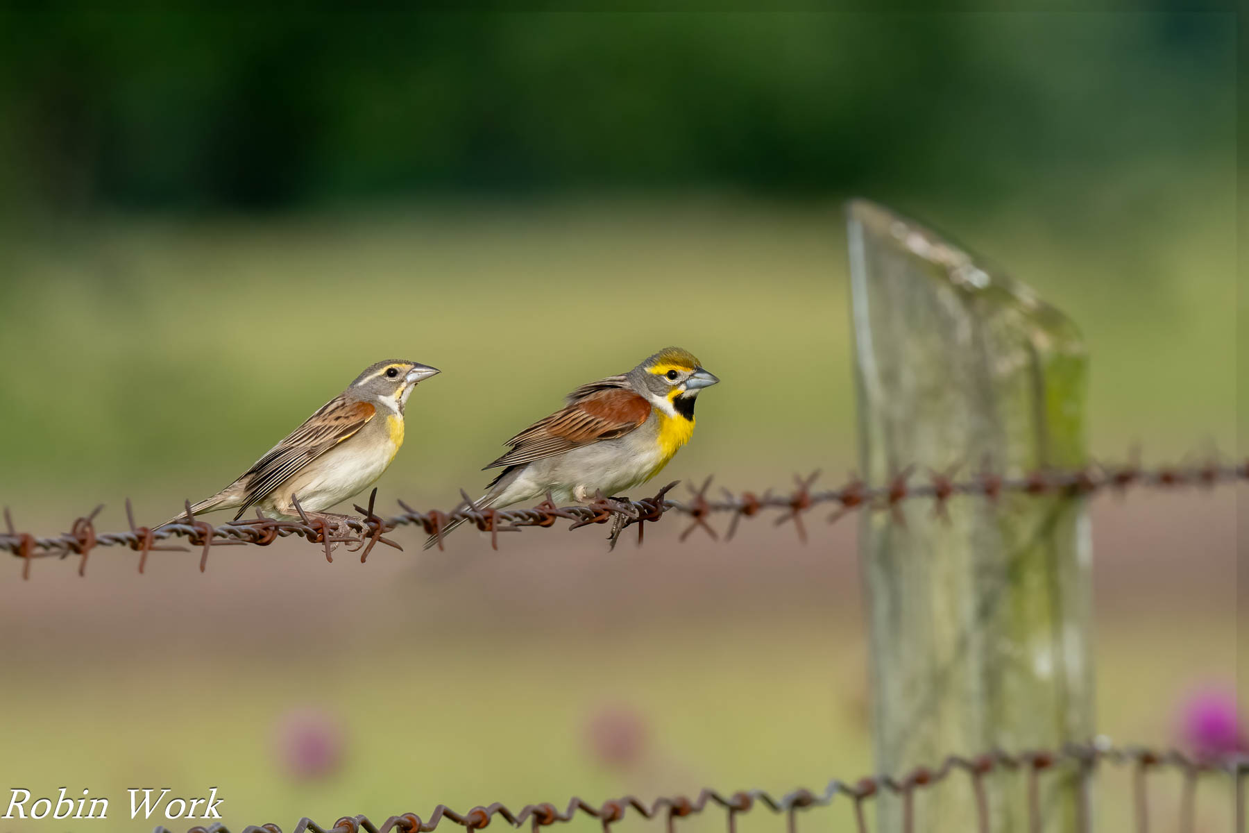 20240531-RD5_0940- Male and Female Dickcissels.jpg