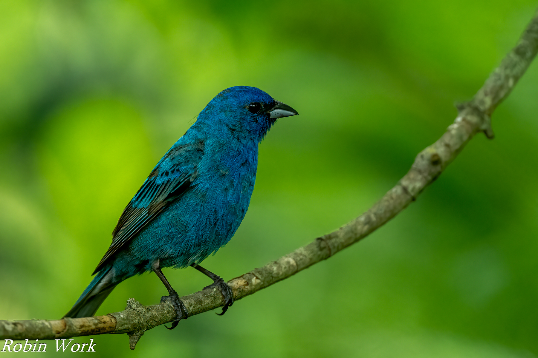20240603-RD5_1279-Indigo Bunting.jpg