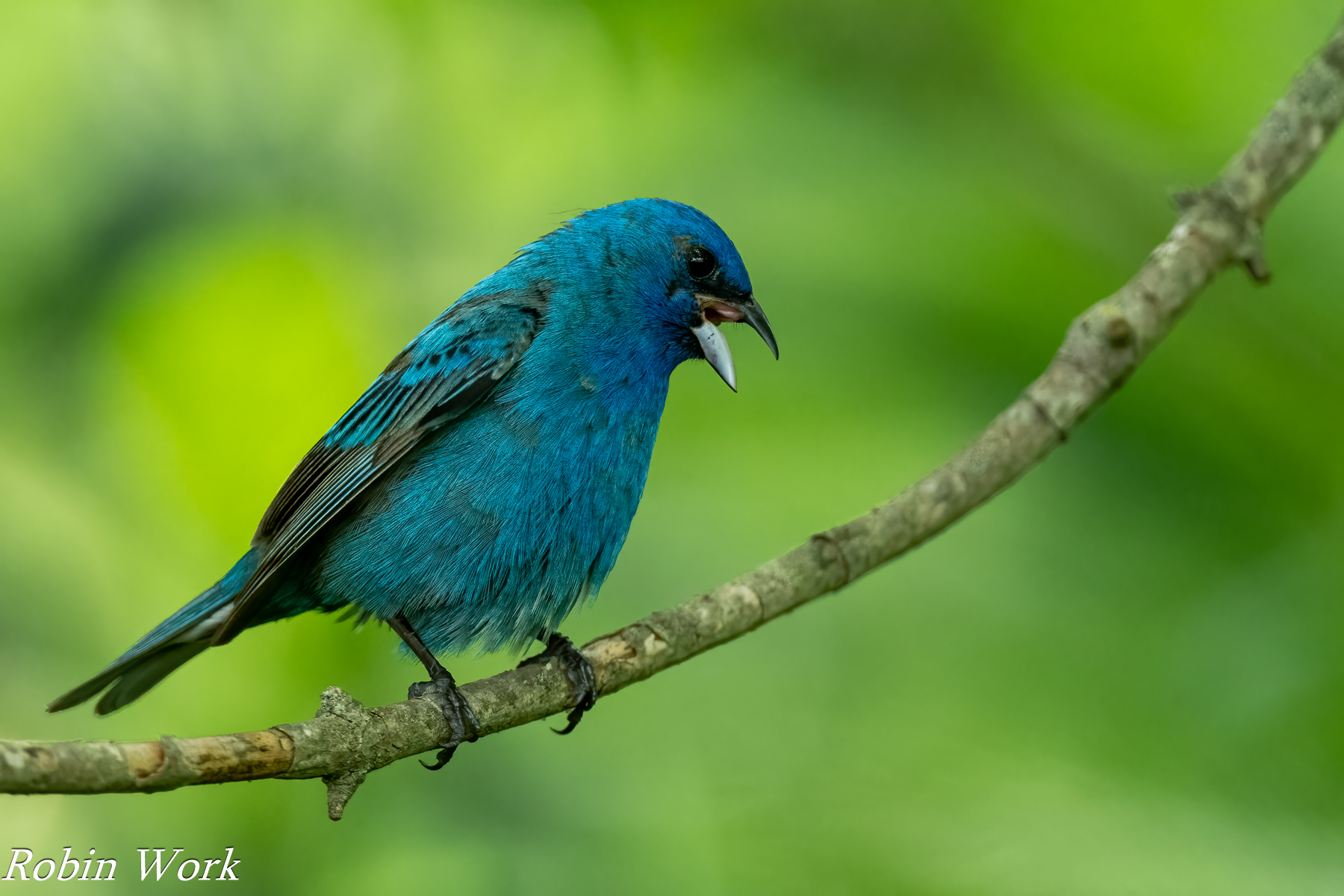 20240603-RD5_1281-Indigo Bunting.jpg