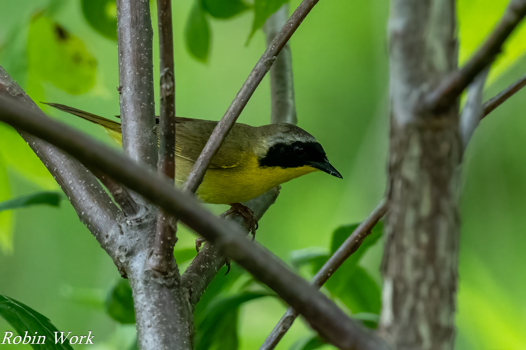 20240603-RD5_1297-Common Yellow Throated Warbler.jpg