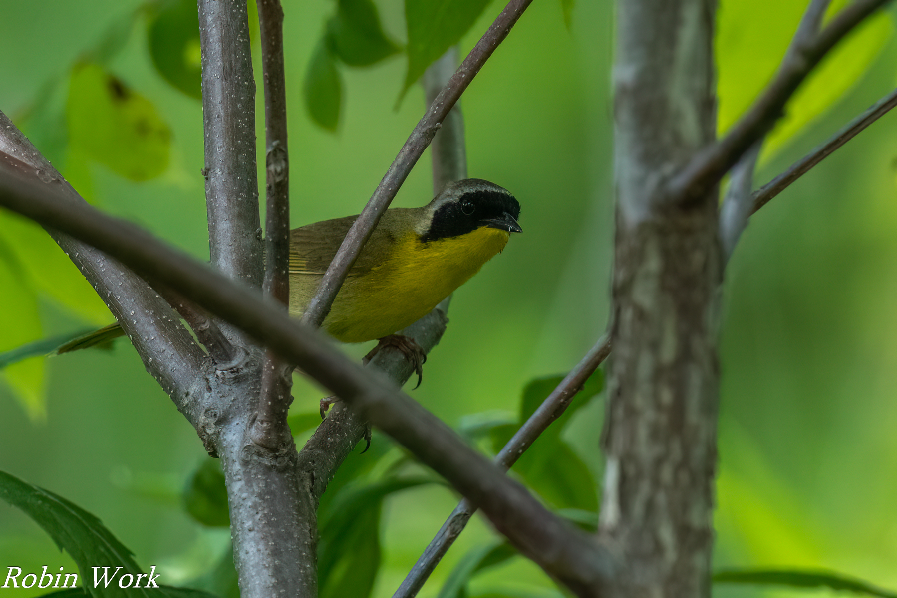 20240603-RD5_1298-Common Yellow Throated Warbler.jpg