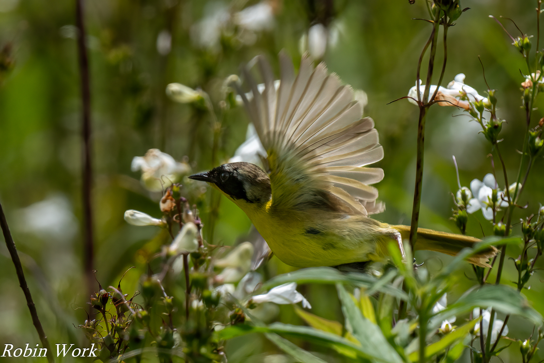 20240603-RD5_1300-Common Yellow Throated Warbler.jpg