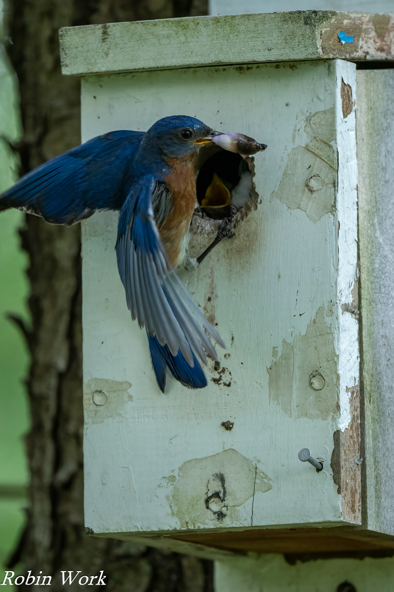 20240722-RD5_1834-Eastern Bluebird.jpg