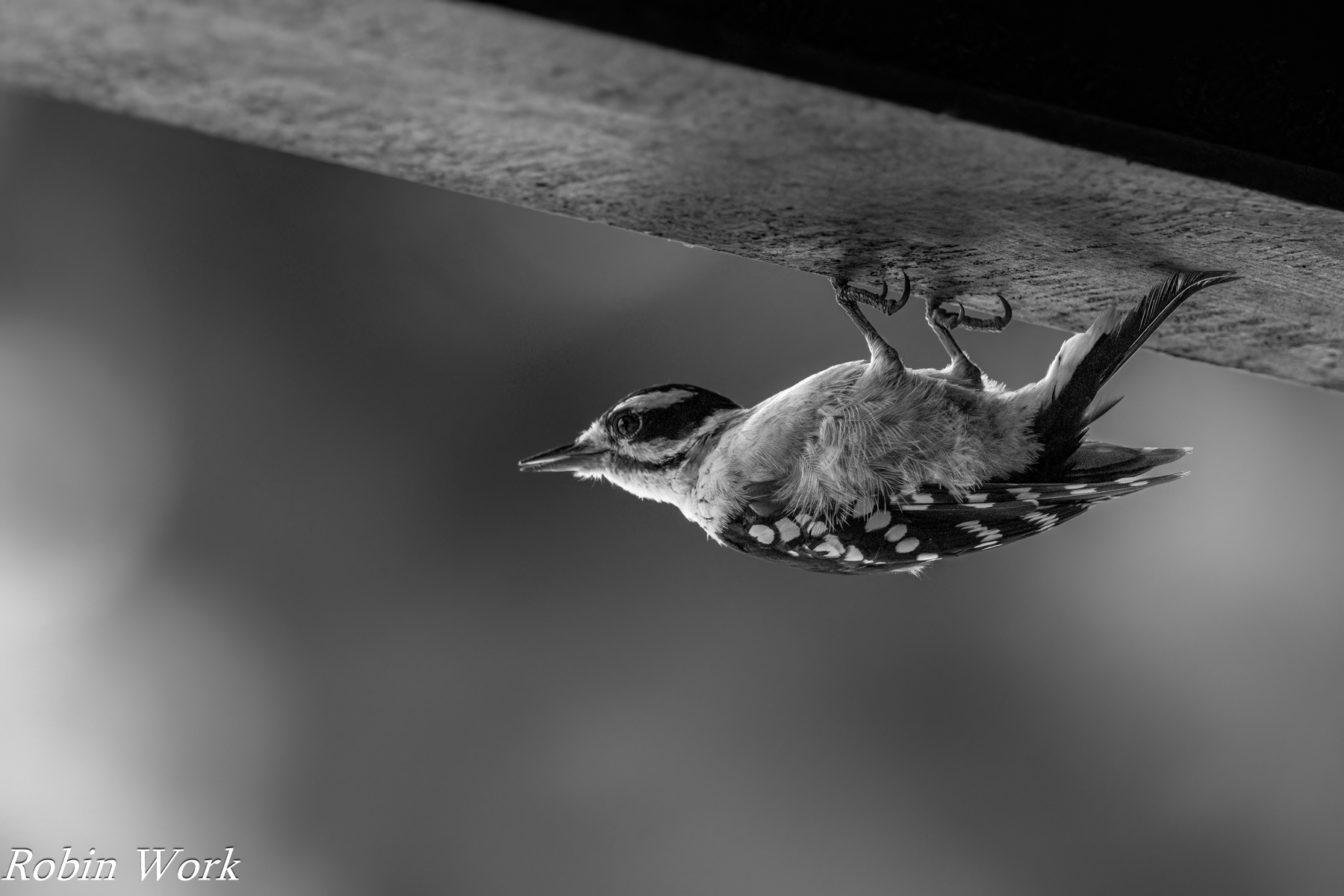 20240803-RD5_2134-Edit.jpg