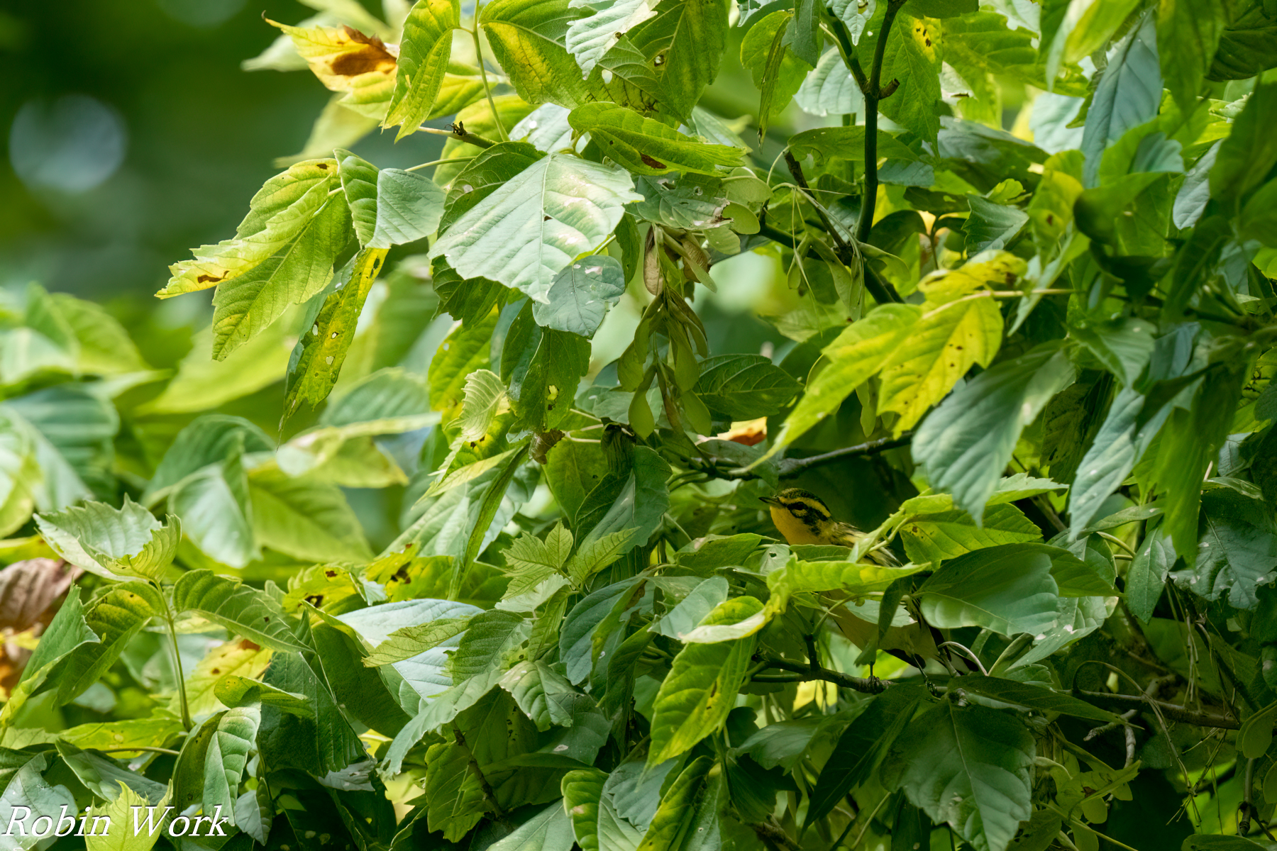 20240820-RD5_3087-Edit Prairie Warbler.jpg