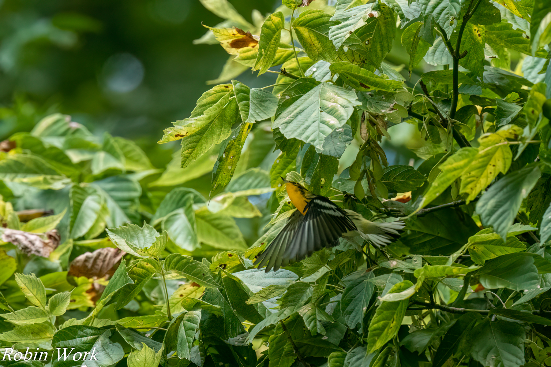 20240820-RD5_3089-Edit Prairie Warbler.jpg
