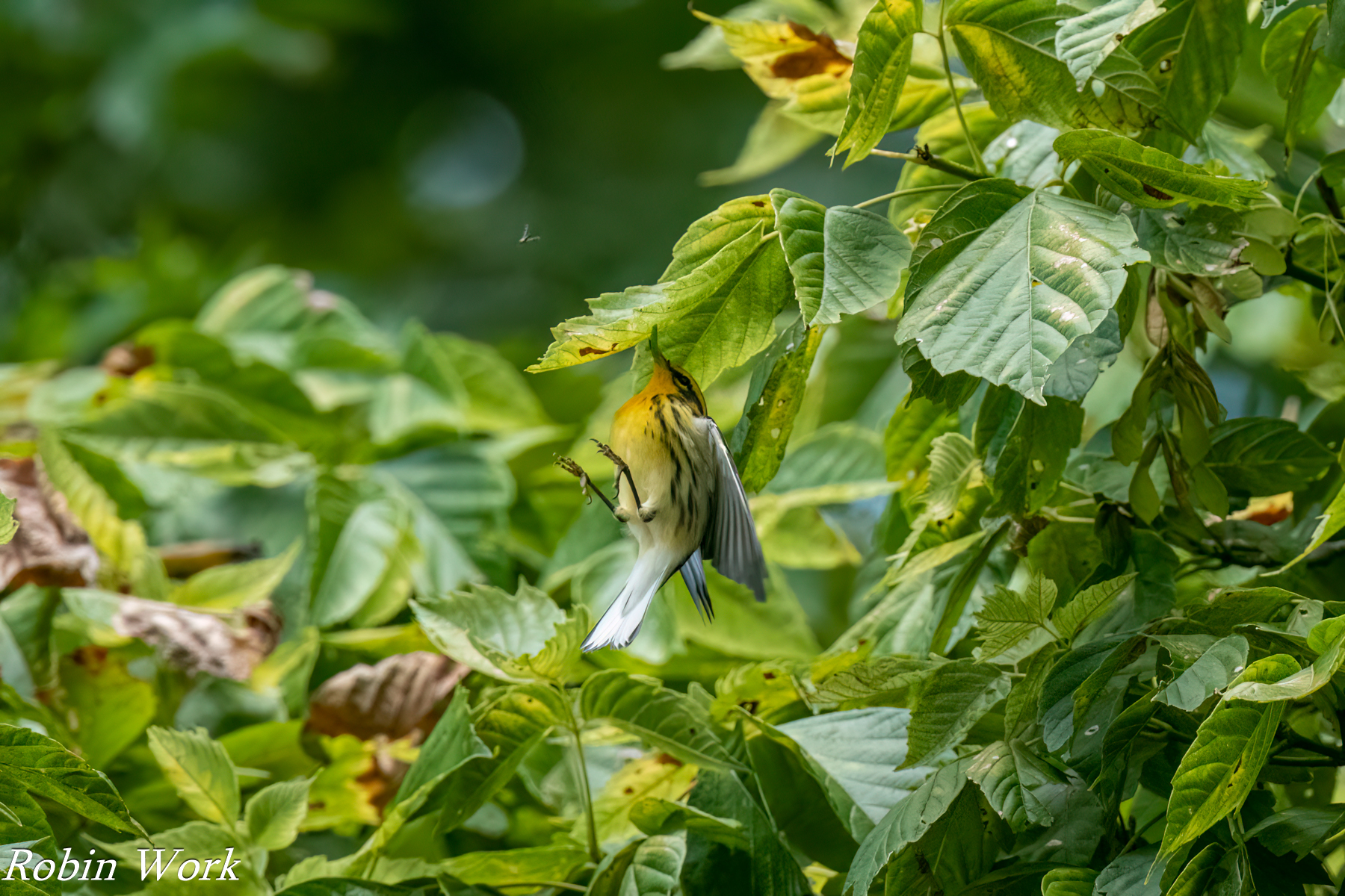 20240820-RD5_3090-Edit Prairie Warbler.jpg