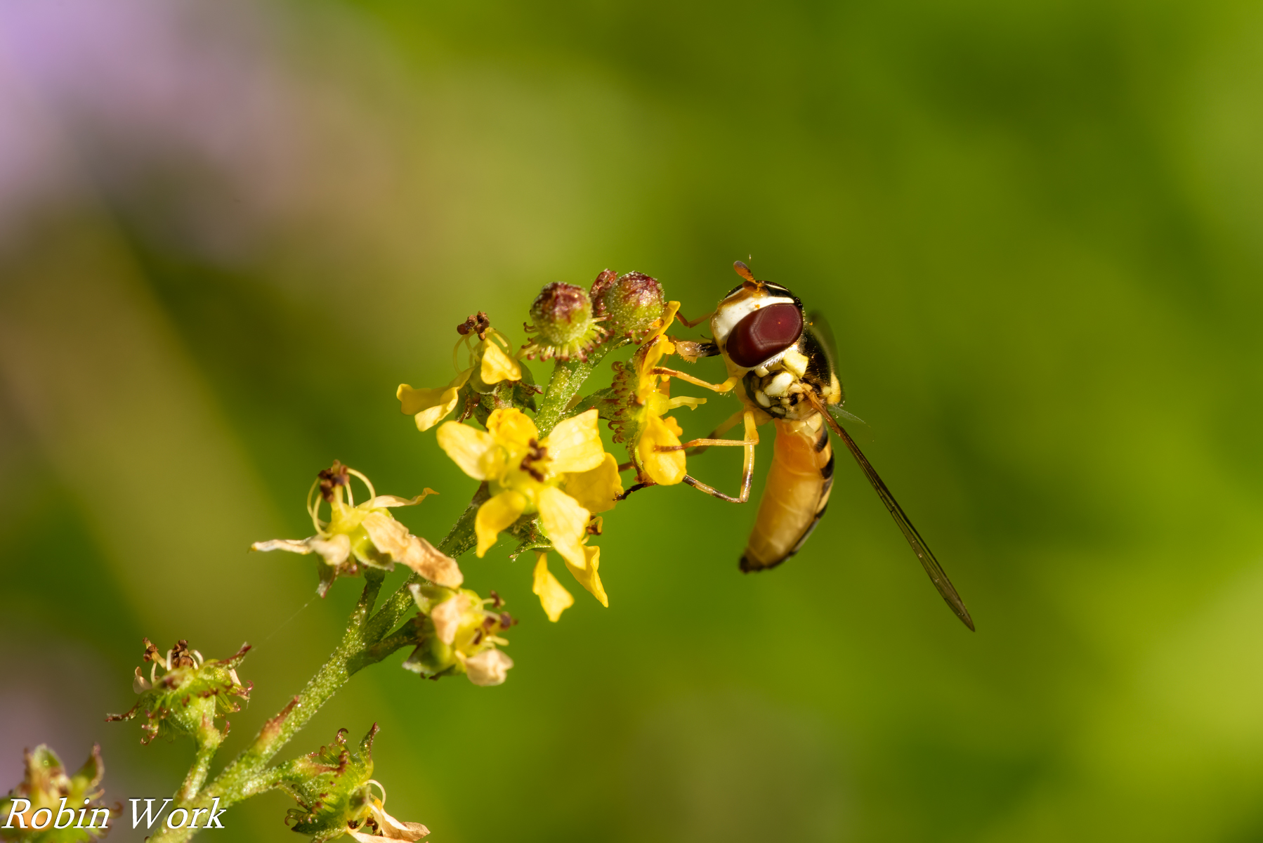 20240823-R81_2536-Edit.jpg