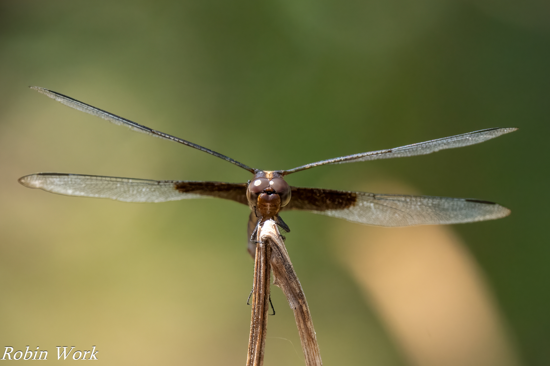 20240823-RD5_3268-Edit-2.jpg