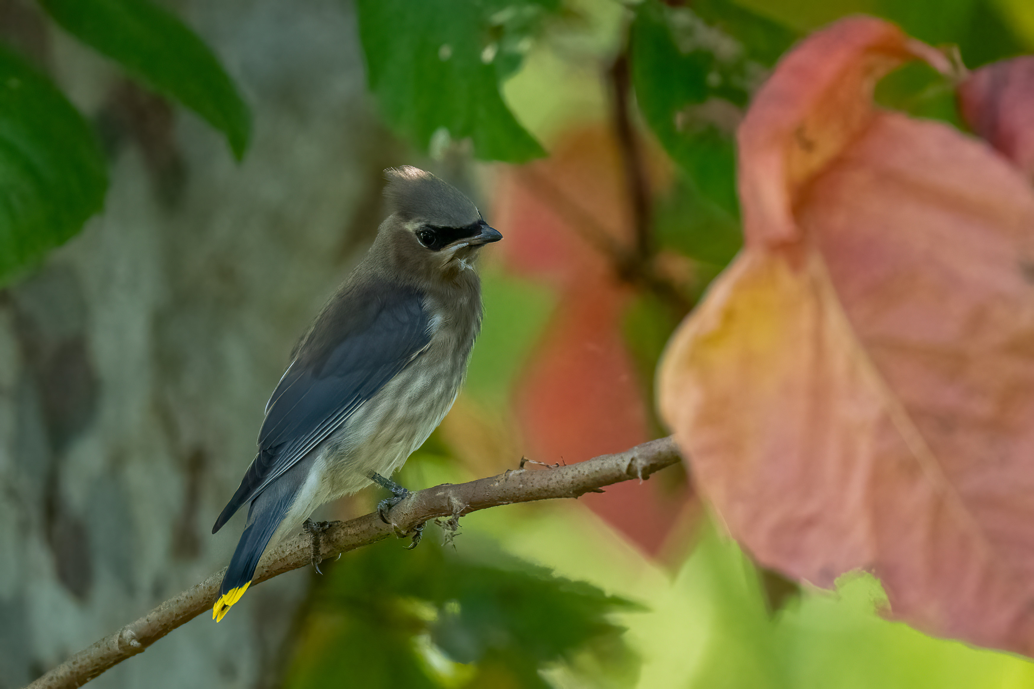 20240915-RD5_4258-Edit.jpg