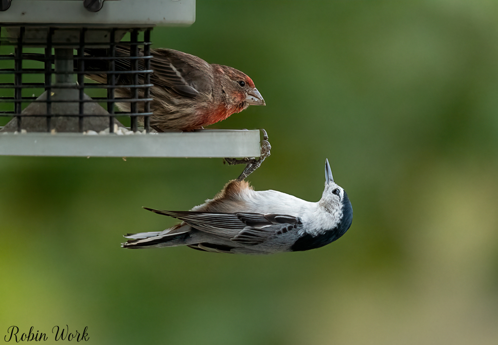 20241025White Breasted Nuthatch-RD5_6198-Edit-Edit.jpg