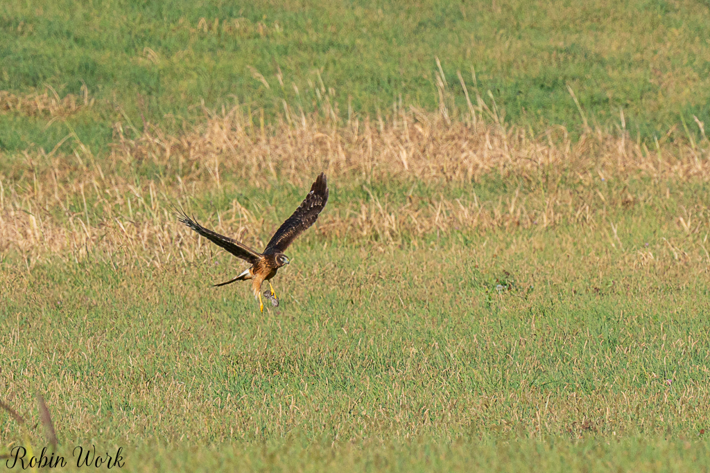 20241027Northern Harrier - Female-RD5_6369-Enhanced-SR.jpg