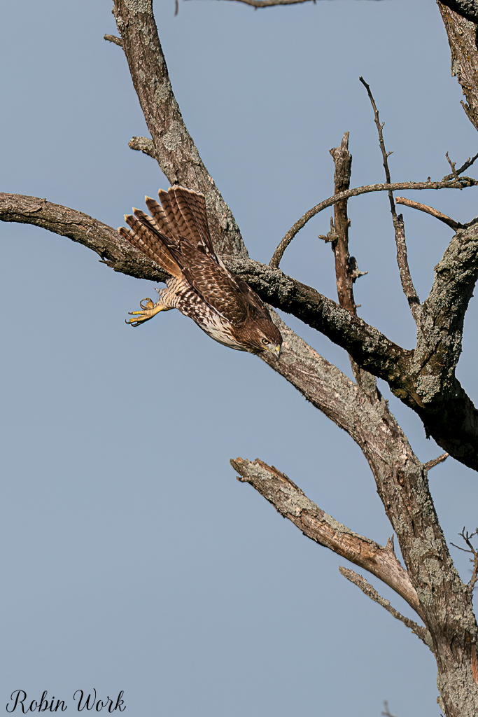 20241108Juvenile Redtail Hawk-DSC_4320-Edit-Edit.jpg