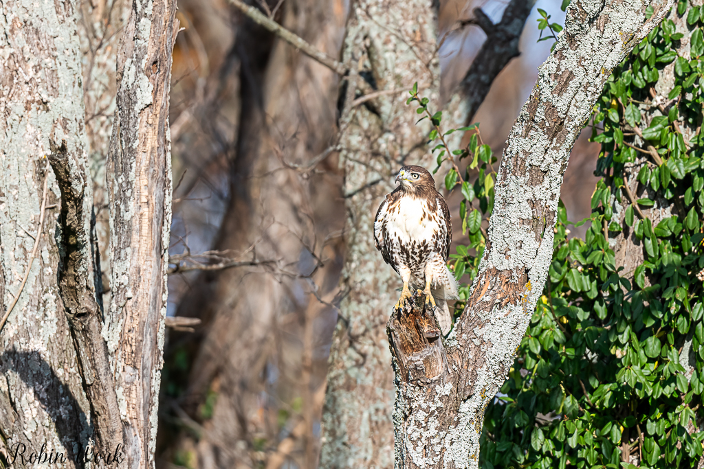 20241108Juvenile Redtail Hawk-DSC_4332-Edit.jpg