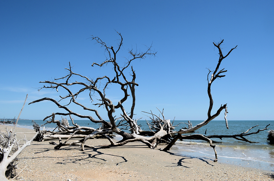 2025-04-19 001 Botany Bay SC - for upload.jpg