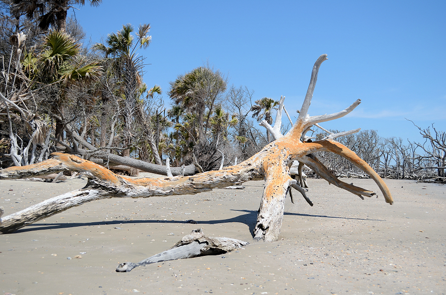 2025-04-19 002 Botany Bay SC - for upload.jpg