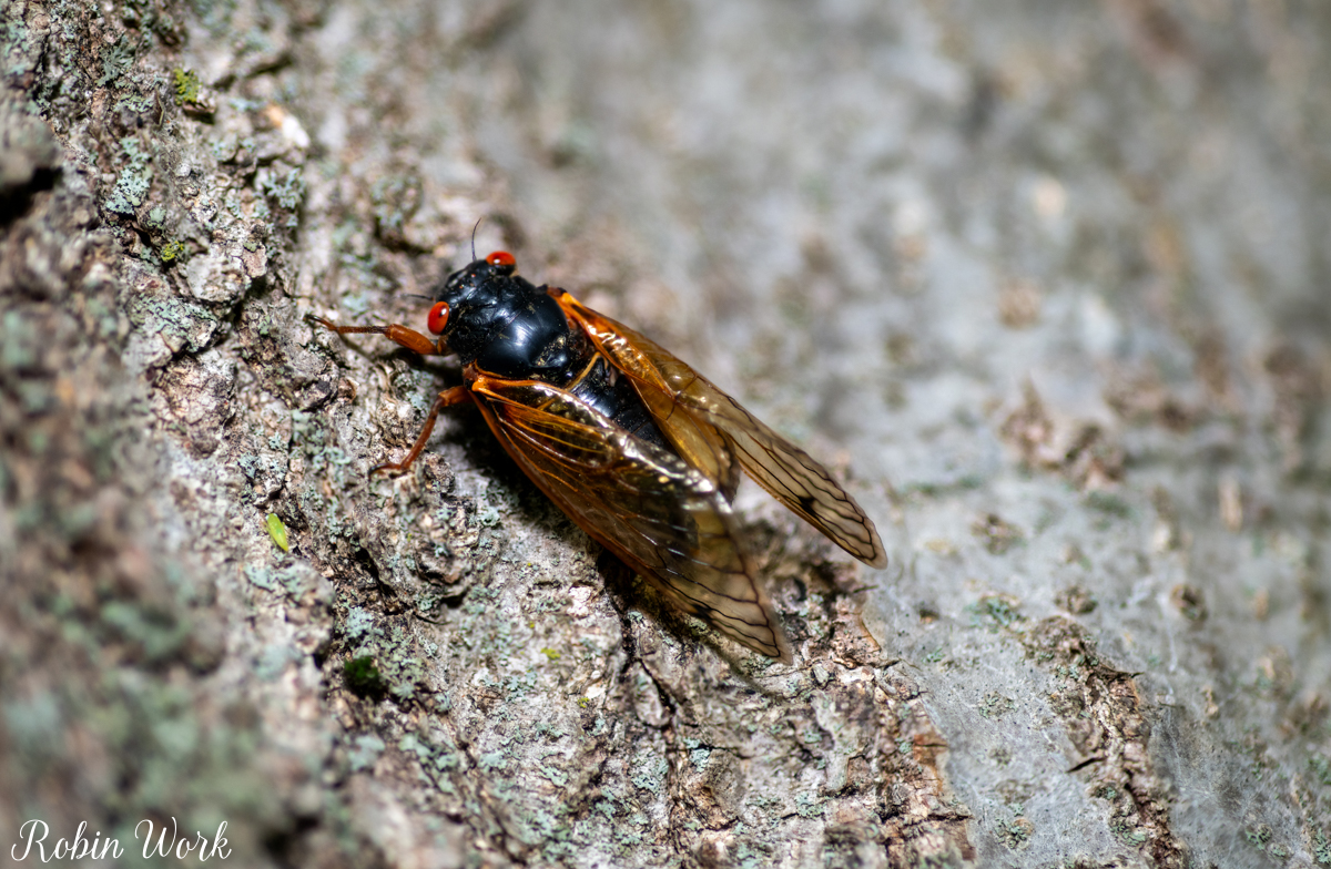 2025-05-26 07-15-08 (C,S4) cicada.jpg