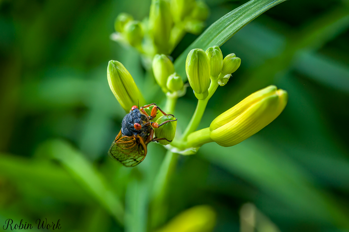 2025-06-01 11-30-16 (B,R8,S4)Cicada Lily 25.jpg
