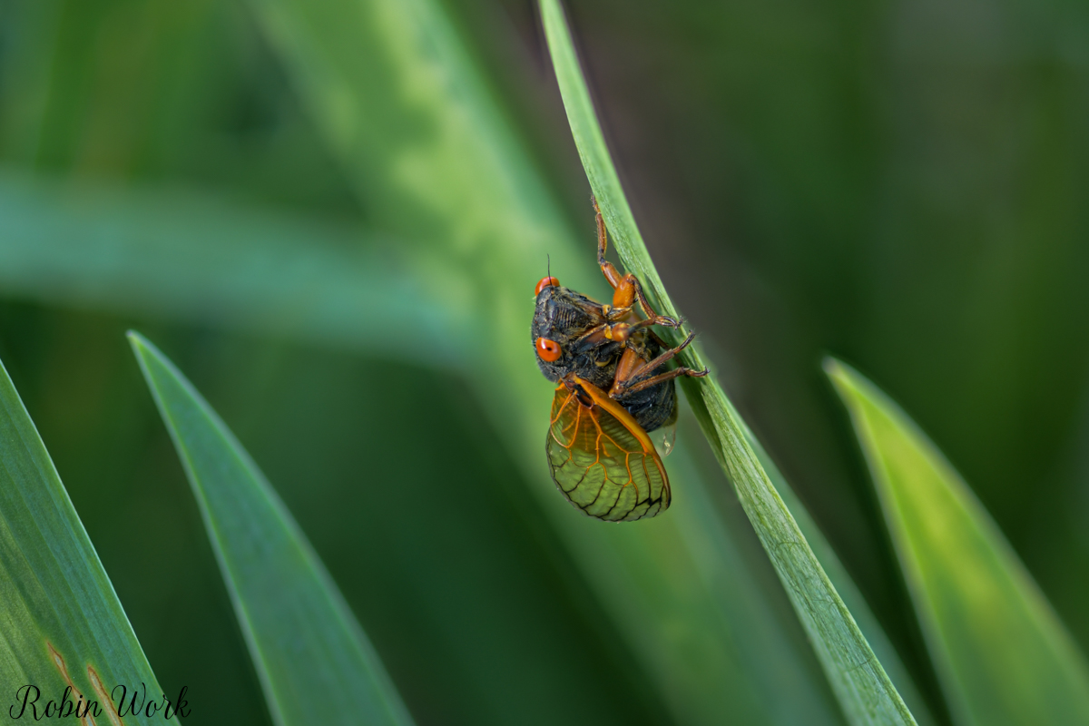2025-06-01 14-42-21 (B,R8,S4)Cicada 25.jpg