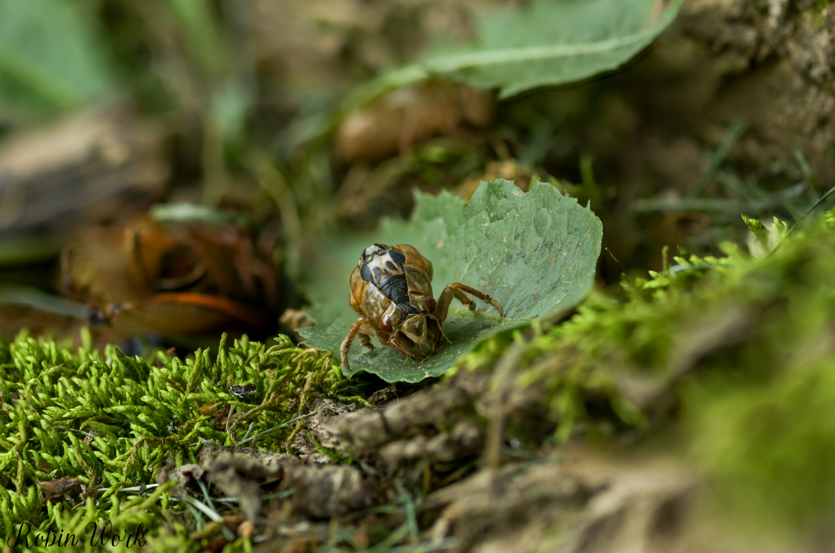 2025-06-04 16-40-10 (B,R8,S4)grub cicada.jpg