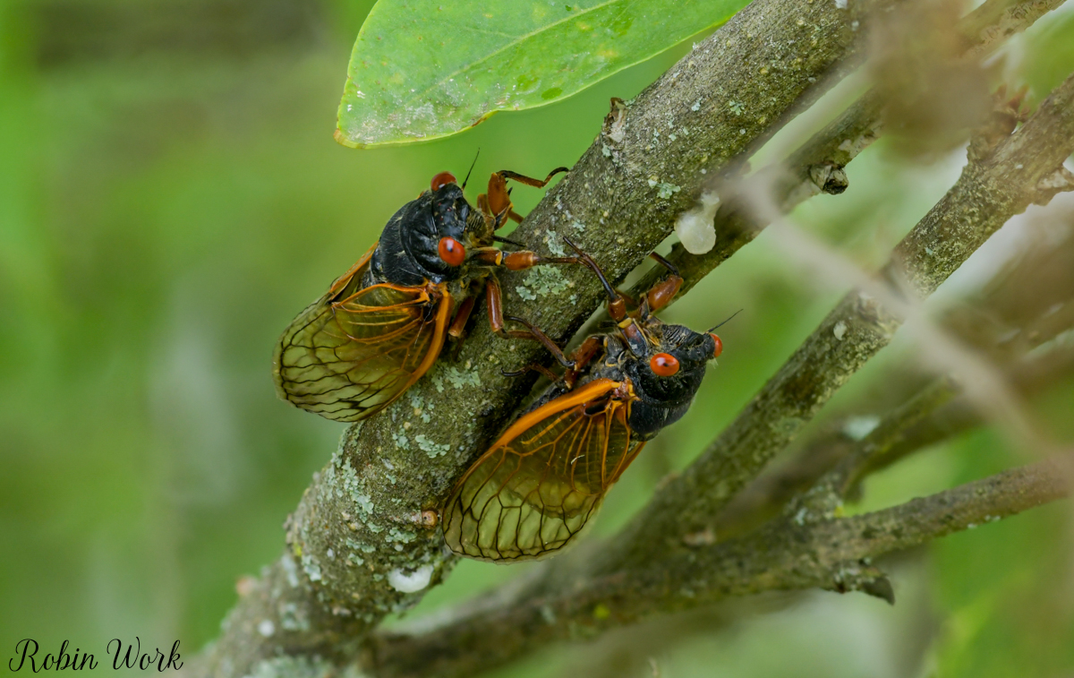 2025-06-04 17-25-33 (B,R8,S4)23 Cicada.jpg