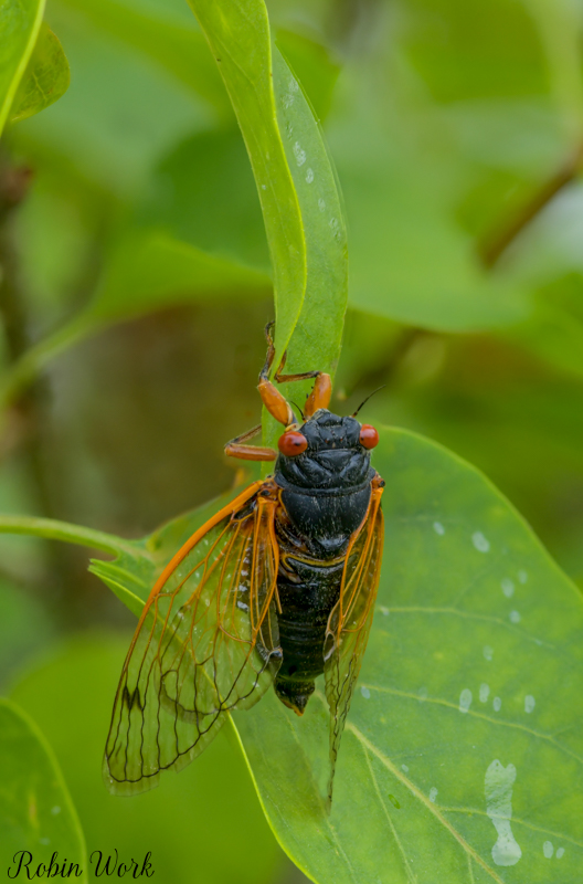 2025-06-04 17-34-40 (B,R8,S4)14 Cicada-Edit.jpg