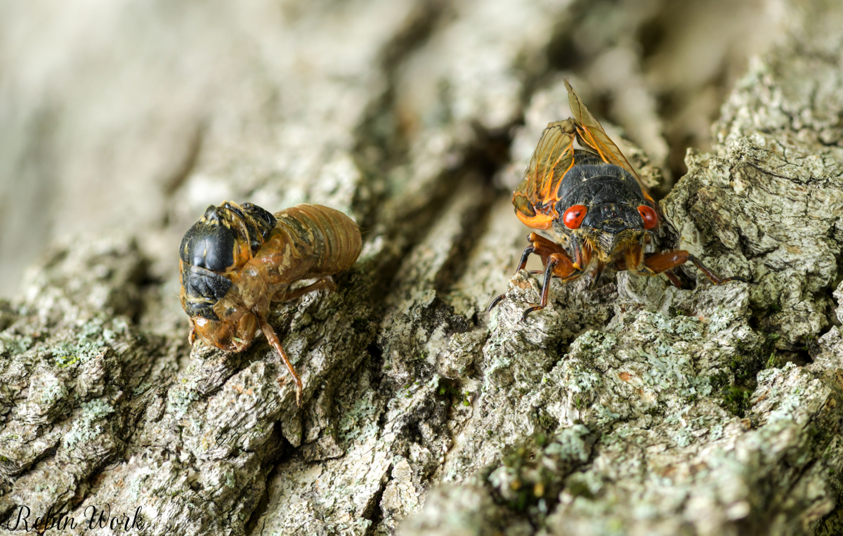 2025-06-04 17-54-17 (B,R8,S4)20 Cicada.jpg