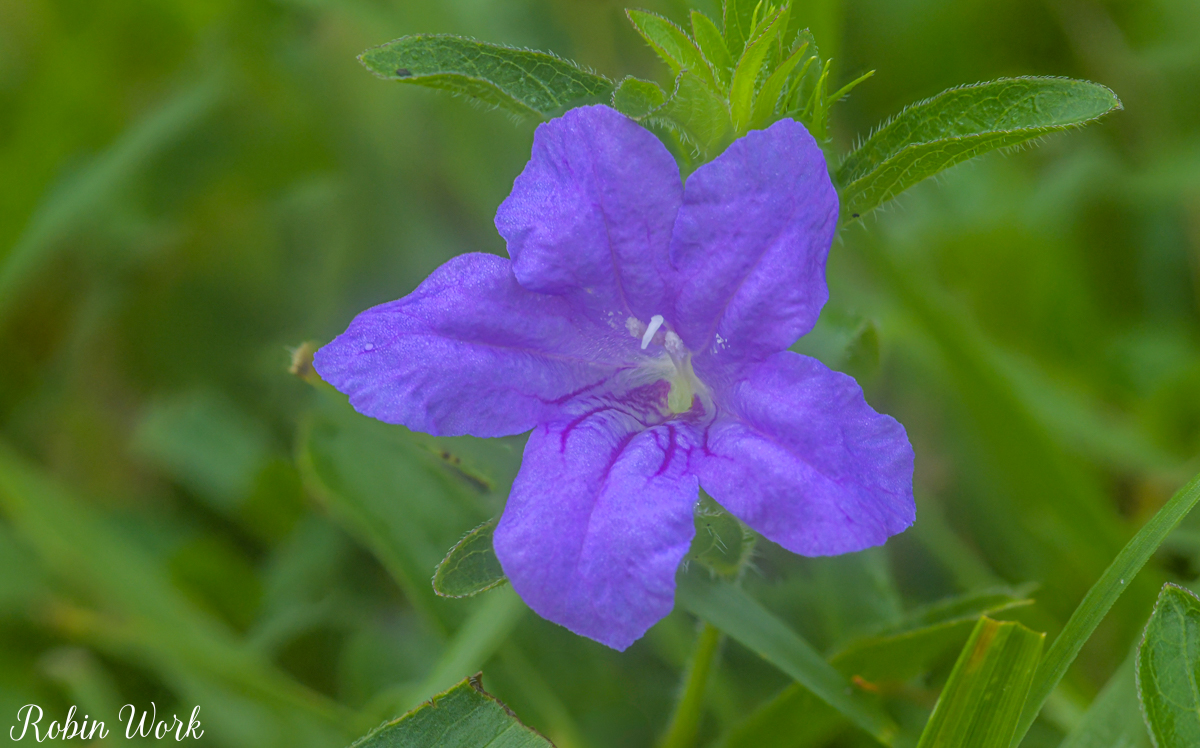 2025-07-11 08-54-43 (B,R8,S4)8 wildflower-Edit.jpg