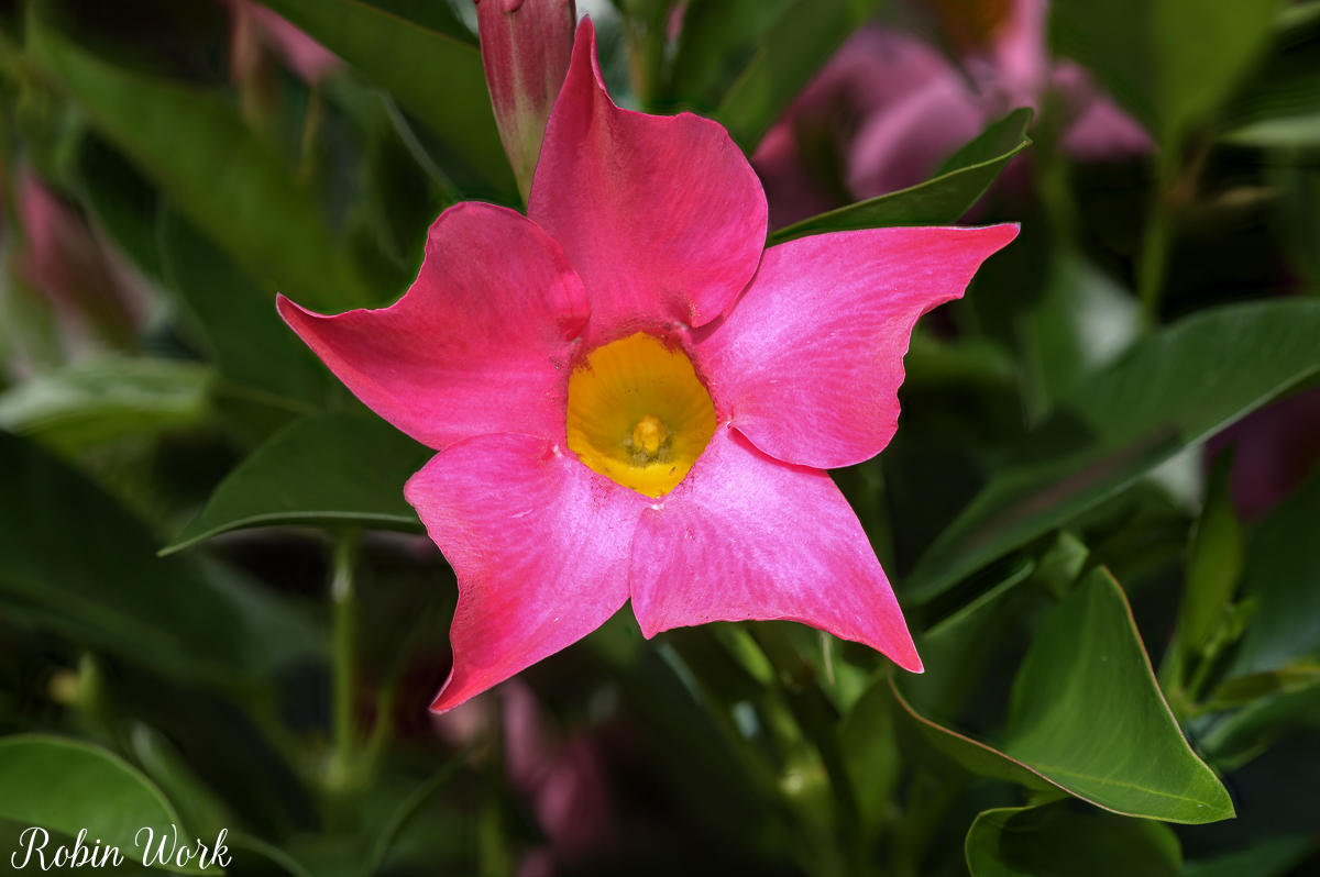 2025-07-20 16-02-18 (B,R8,S4)4 pink flower-Edit.jpg
